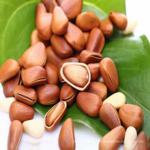 Fresh Pine Nuts / Pine Nuts for Sale